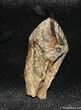 Nice Triceratops Tooth With Partial Root #1131-1